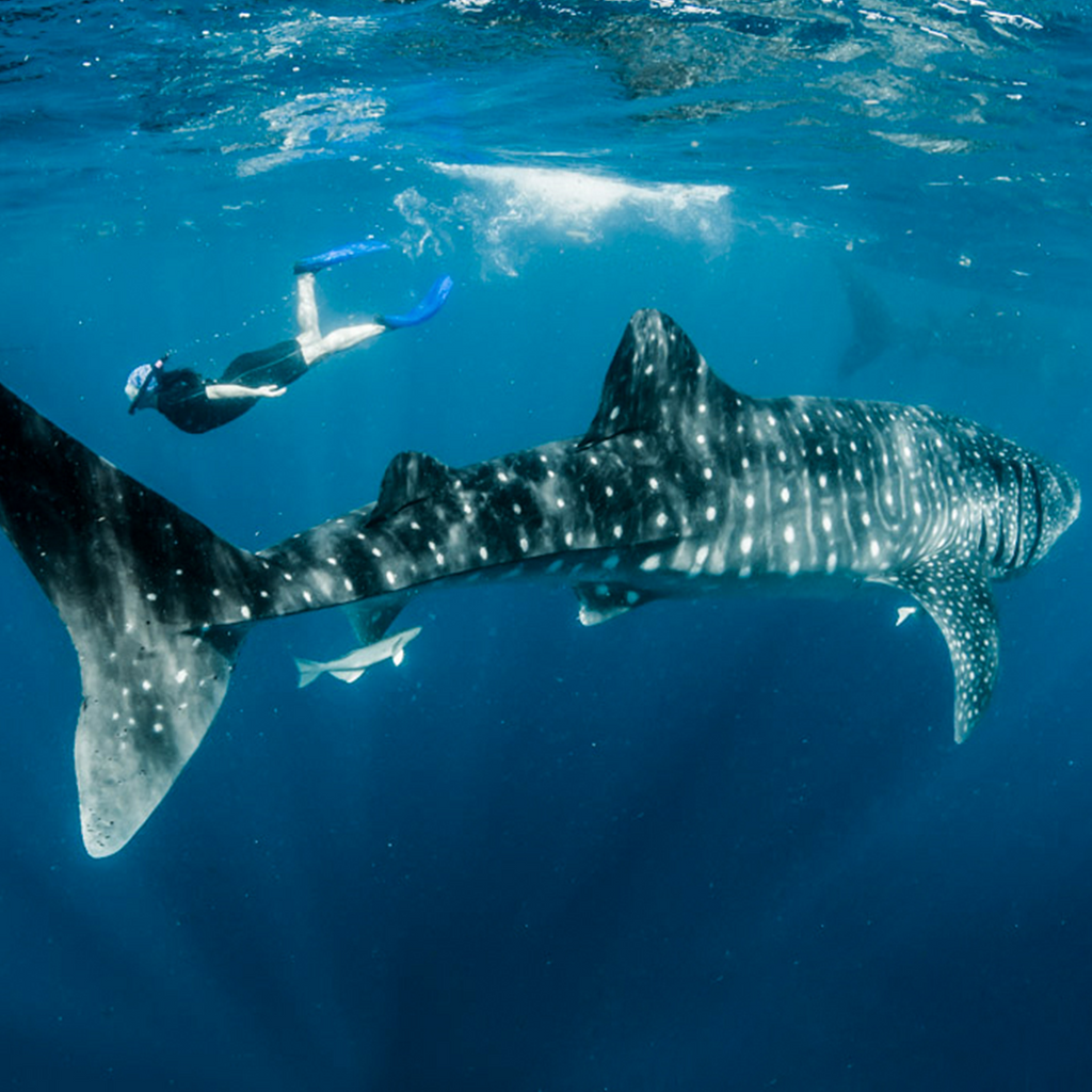 The woman who's safeguarding our oceans