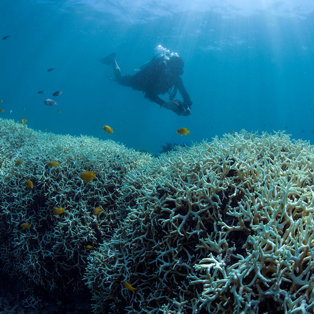 Chasing Coral – The Emmy award winning documentary