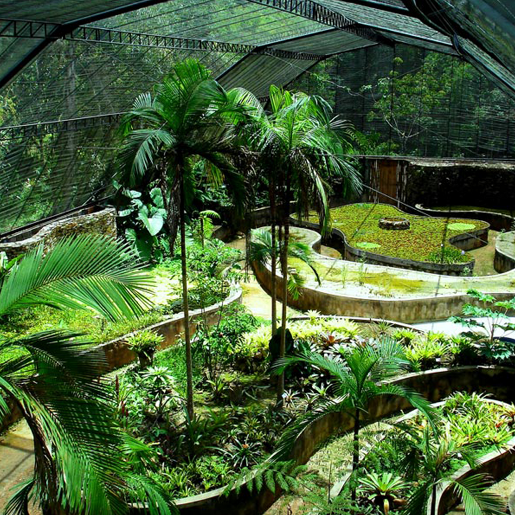 The Brazilian non-profit which preserves the rainforest