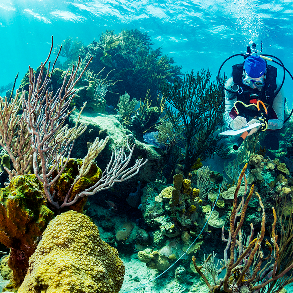 Training director at The Perry Institute for Marine Science