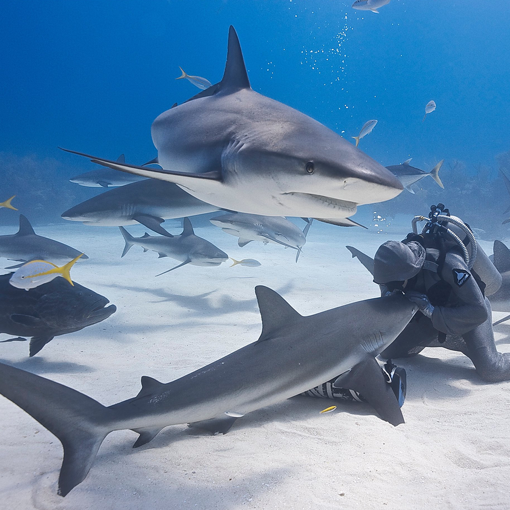 Sharks are not a scary as we might think